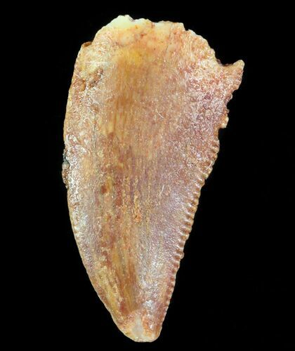 Serrated Raptor Tooth - Morocco #66326